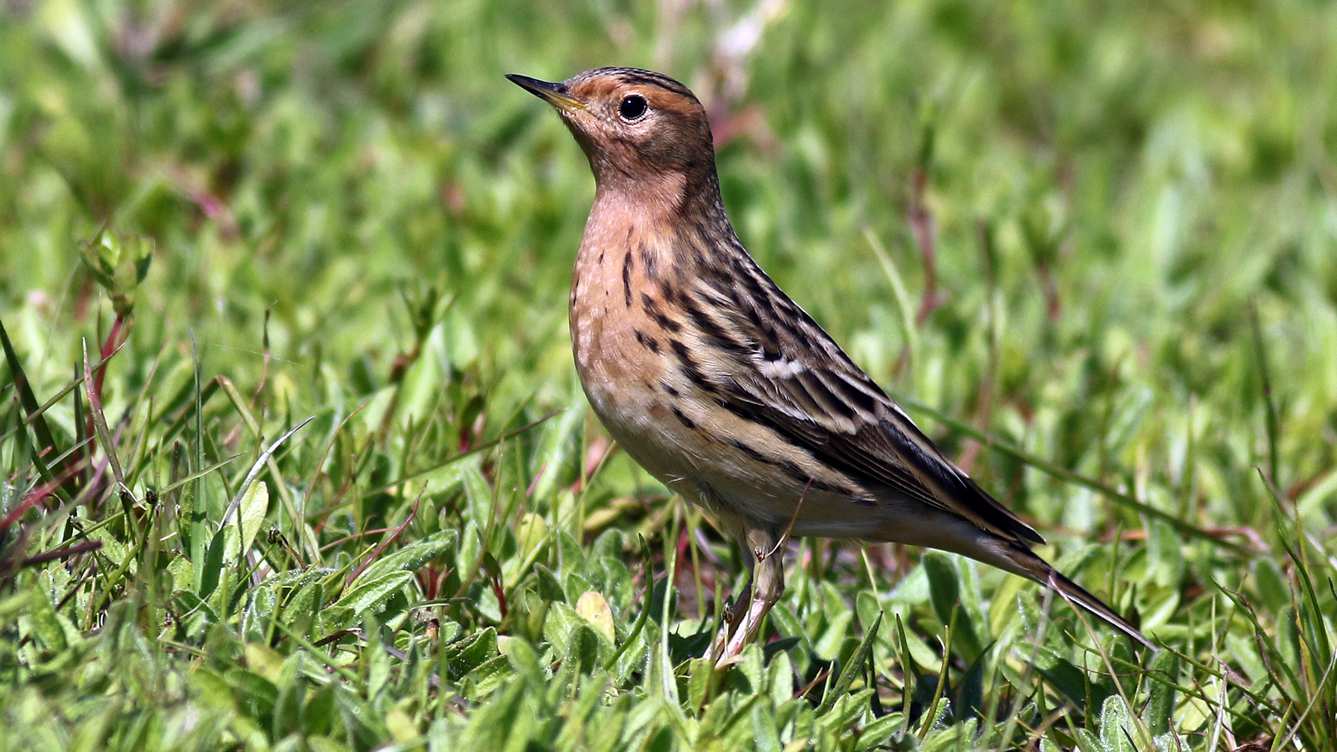 Meadow Pipit